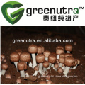GMP manufacturer agaricus blazei murrill extract